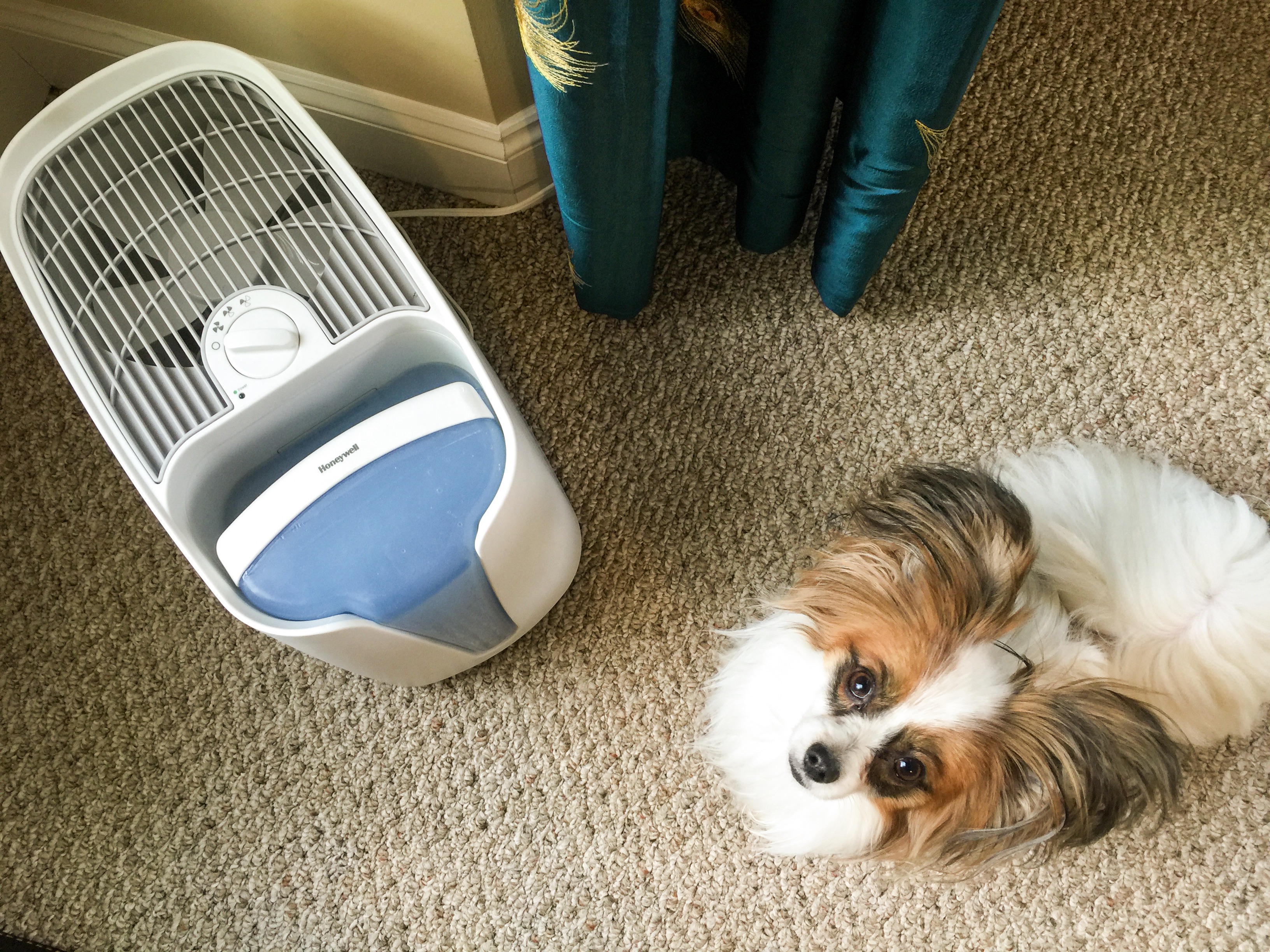 Why I Prefer Honeywell Cool Moisture Humidifiers For My Home + A Giveaway
